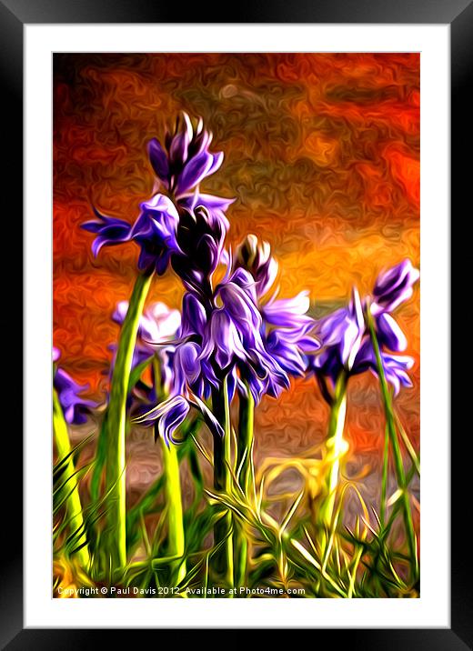 Bluebell explosion Framed Mounted Print by Paul Davis