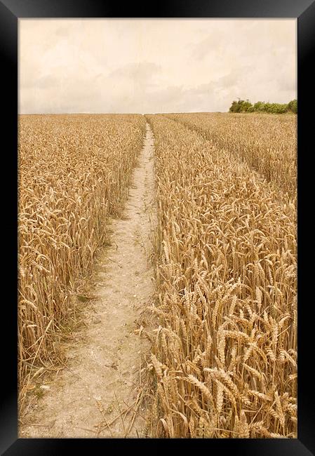 Vintage Wheat Field Framed Print by Dawn Cox