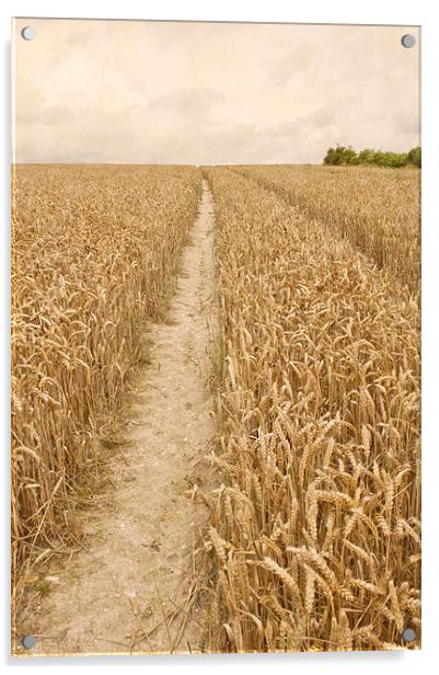 Vintage Wheat Field Acrylic by Dawn Cox