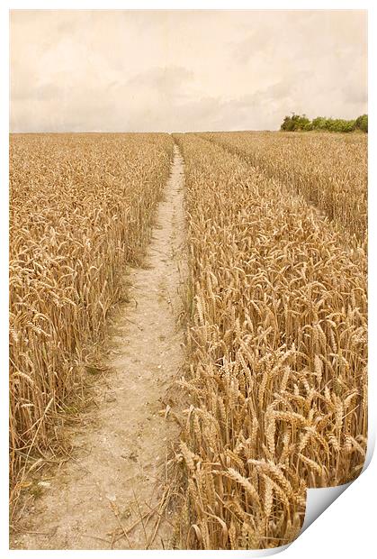 Vintage Wheat Field Print by Dawn Cox