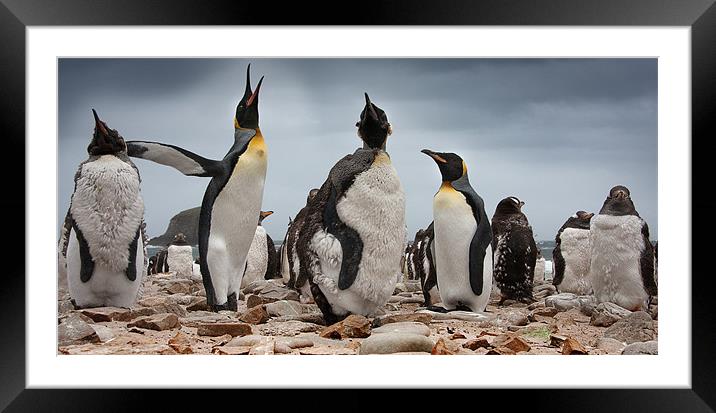 The Penguins at Port Louis Framed Mounted Print by Paul Davis