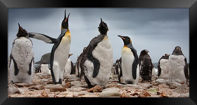 The Penguins at Port Louis Framed Print by Paul Davis