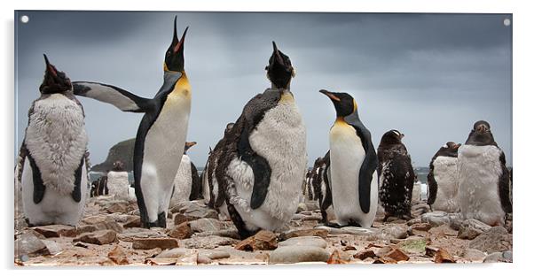 The Penguins at Port Louis Acrylic by Paul Davis