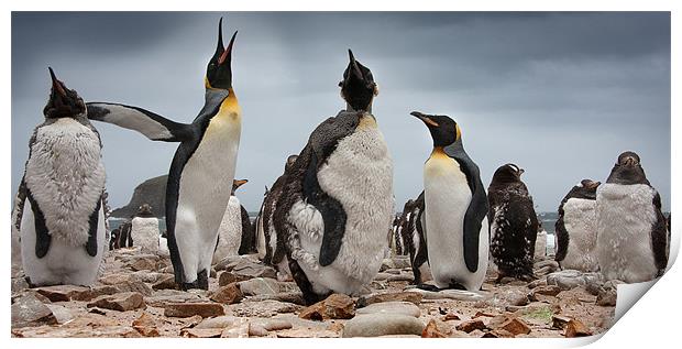 The Penguins at Port Louis Print by Paul Davis
