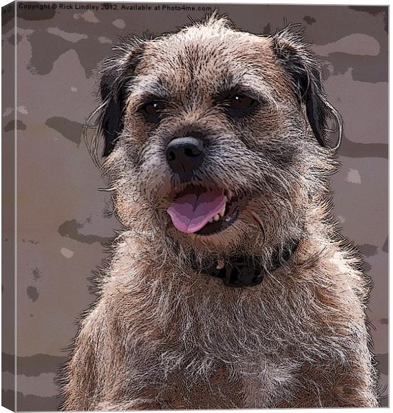 Border Terrier Canvas Print by Rick Lindley