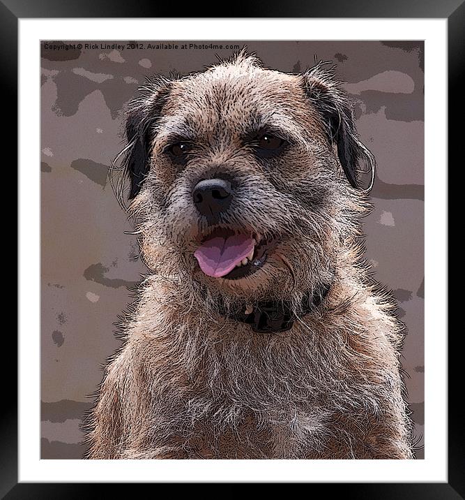 Border Terrier Framed Mounted Print by Rick Lindley