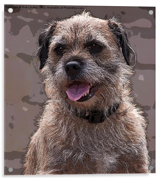 Border Terrier Acrylic by Rick Lindley