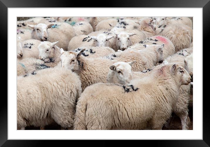 Welsh Mountain Sheep Framed Mounted Print by Gail Johnson