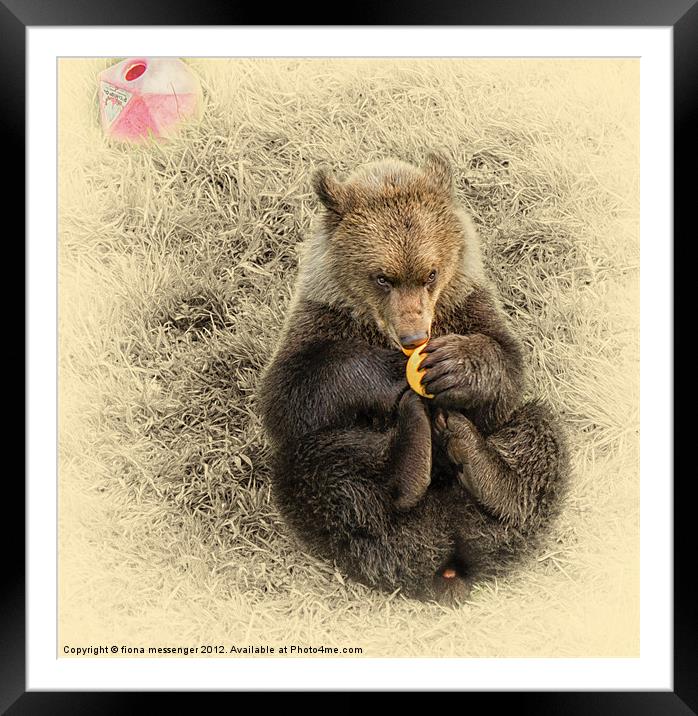 Bear Cub Framed Mounted Print by Fiona Messenger