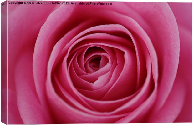 heart of the rose Canvas Print by Anthony Kellaway