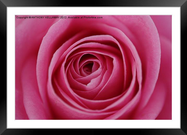 heart of the rose Framed Mounted Print by Anthony Kellaway