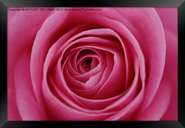 heart of the rose Framed Print by Anthony Kellaway
