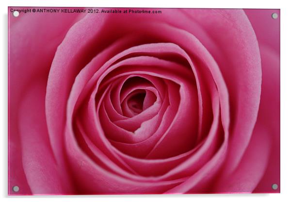 heart of the rose Acrylic by Anthony Kellaway