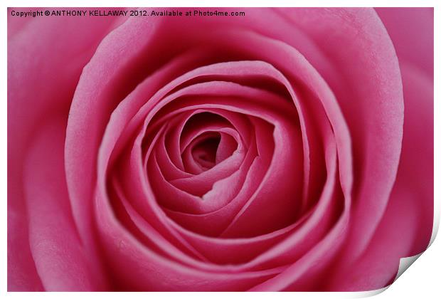 heart of the rose Print by Anthony Kellaway