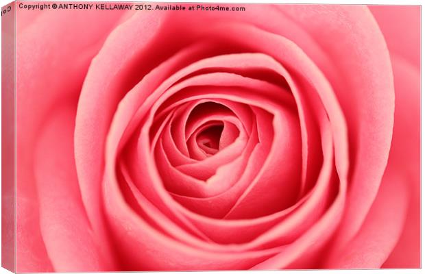 into the rose Canvas Print by Anthony Kellaway