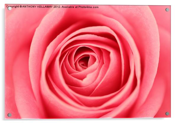 into the rose Acrylic by Anthony Kellaway