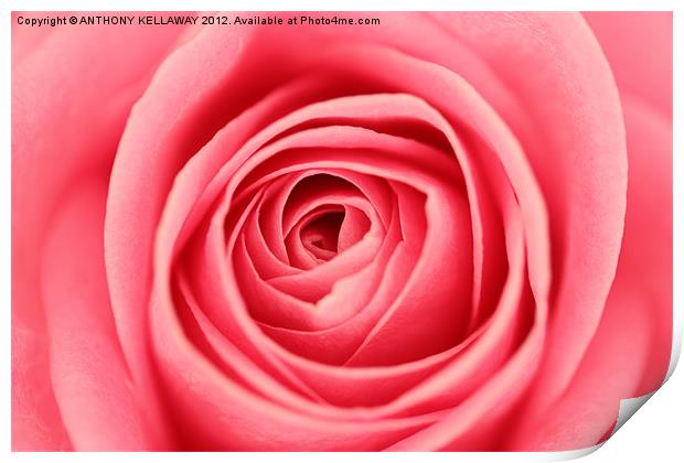into the rose Print by Anthony Kellaway