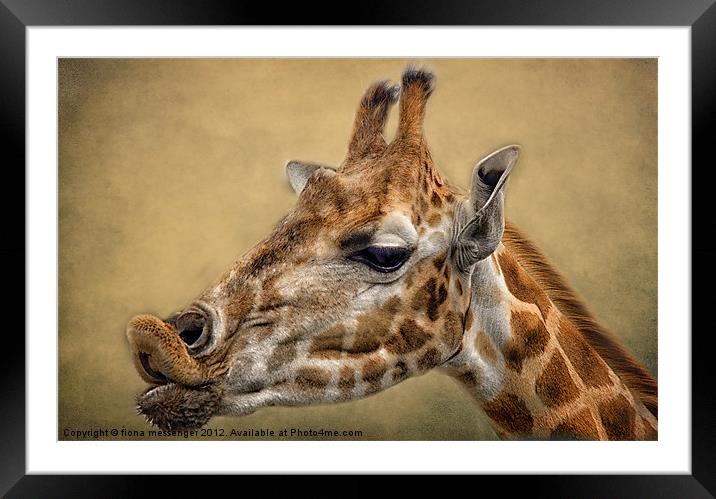 Pucker Up Framed Mounted Print by Fiona Messenger