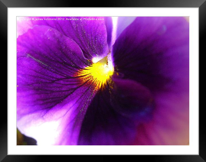 Purple-Blue Pansy Framed Mounted Print by james richmond