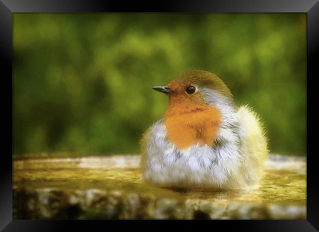 ROBIN IN THE BATH Framed Print by Anthony R Dudley (LRPS)