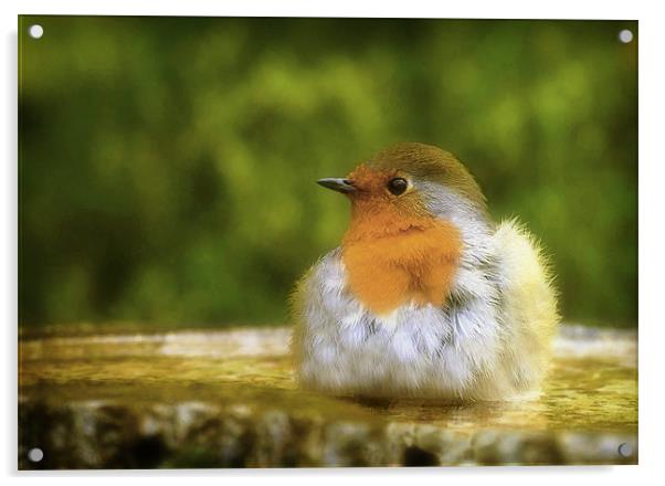 ROBIN IN THE BATH Acrylic by Anthony R Dudley (LRPS)