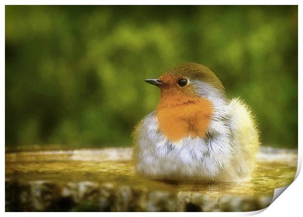 ROBIN IN THE BATH Print by Anthony R Dudley (LRPS)