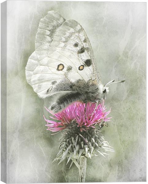 Dreamy Butterfly Canvas Print by Jacqi Elmslie