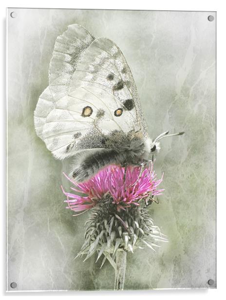 Dreamy Butterfly Acrylic by Jacqi Elmslie