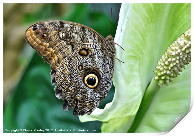 Owl Butterfly Print by Elaine Manley