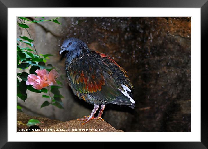 Nicobar Pigeon Framed Mounted Print by Elaine Manley