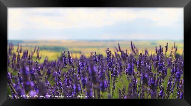 Lavender Fields Framed Print by Sean Wareing