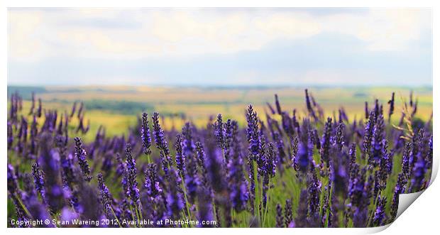 Lavender Fields Print by Sean Wareing