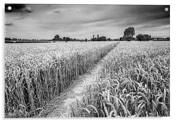 Wheatfield in Norfolk Acrylic by Stephen Mole