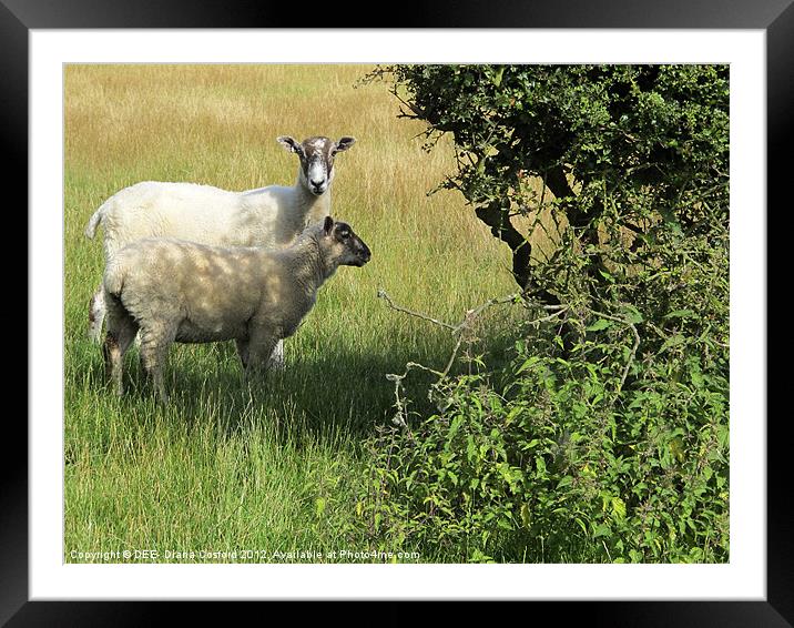 Sheep- shall we shan't we? Framed Mounted Print by DEE- Diana Cosford