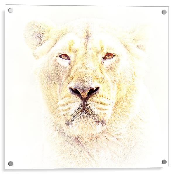 Lioness Acrylic by Mike Gorton