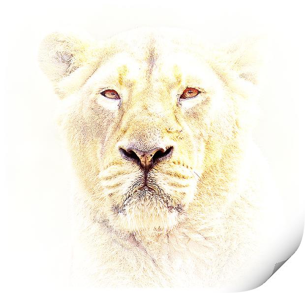 Lioness Print by Mike Gorton
