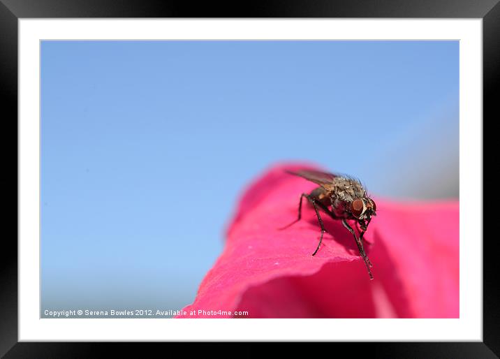 Gleeful Fly Framed Mounted Print by Serena Bowles