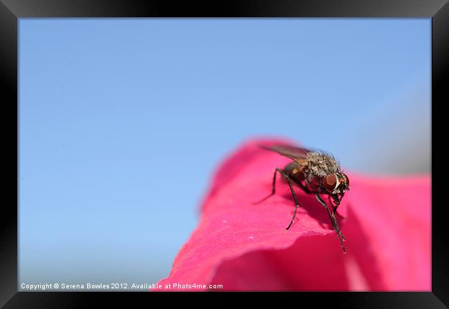 Gleeful Fly Framed Print by Serena Bowles