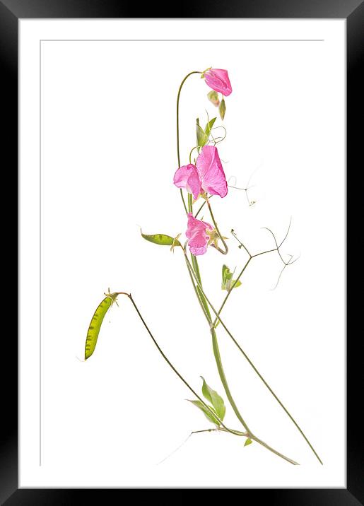 Sweet Pea Framed Mounted Print by Dawn Cox