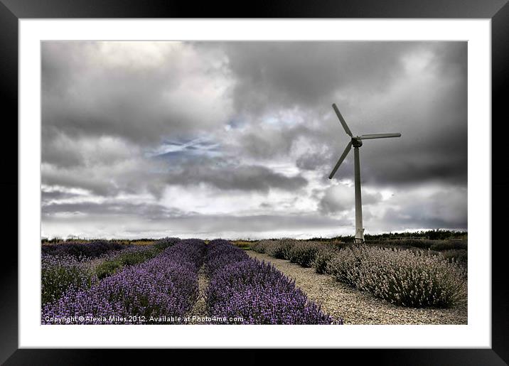 Lavender farm and Turbine Framed Mounted Print by Alexia Miles