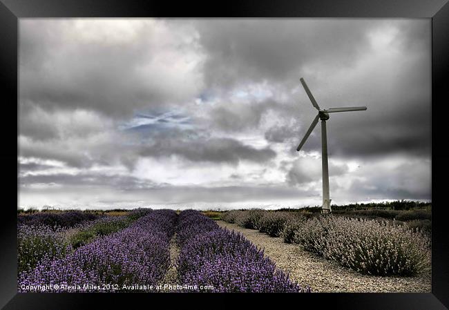 Lavender farm and Turbine Framed Print by Alexia Miles