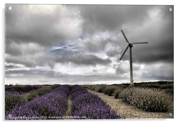 Lavender farm and Turbine Acrylic by Alexia Miles