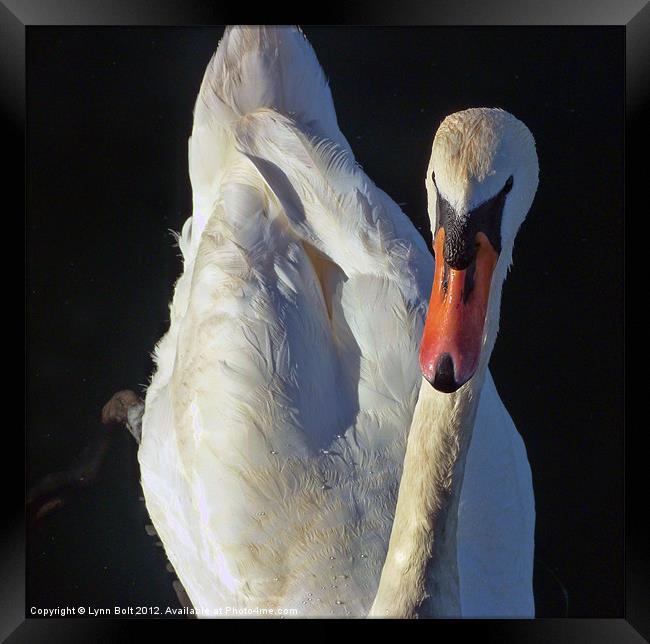 The Swan Framed Print by Lynn Bolt