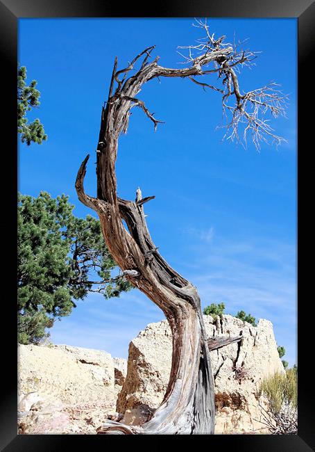 Death in the Canyon Framed Print by Julie Ormiston
