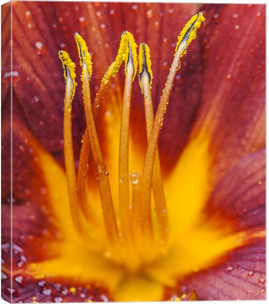 Red Lily Canvas Print by Clive Eariss