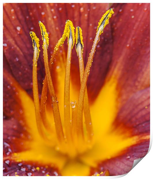 Red Lily Print by Clive Eariss