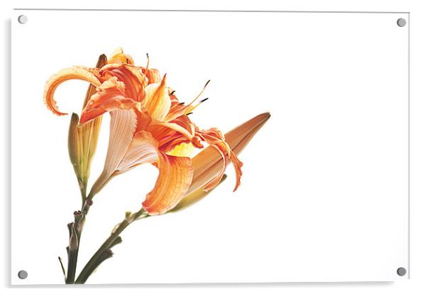 Orange Lily Acrylic by Dawn Cox