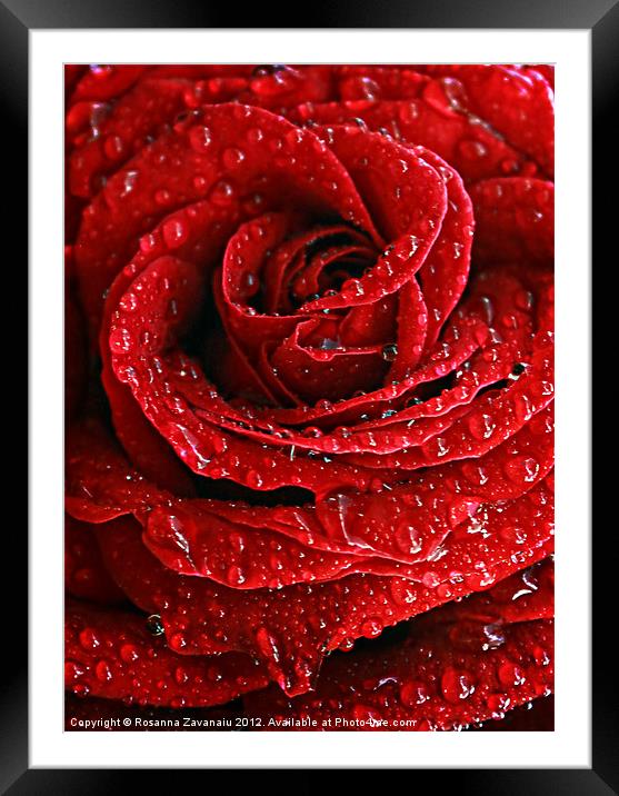 Red Rose Raindrops Framed Mounted Print by Rosanna Zavanaiu