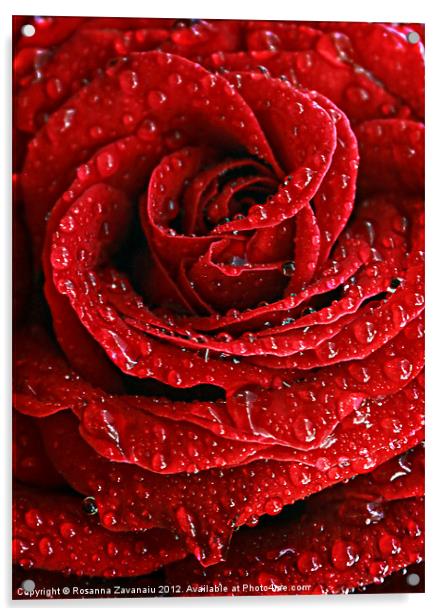 Red Rose Raindrops Acrylic by Rosanna Zavanaiu