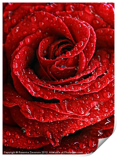 Red Rose Raindrops Print by Rosanna Zavanaiu